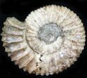 Pavlovia Ammonite Fossil - Siberia #29751-1